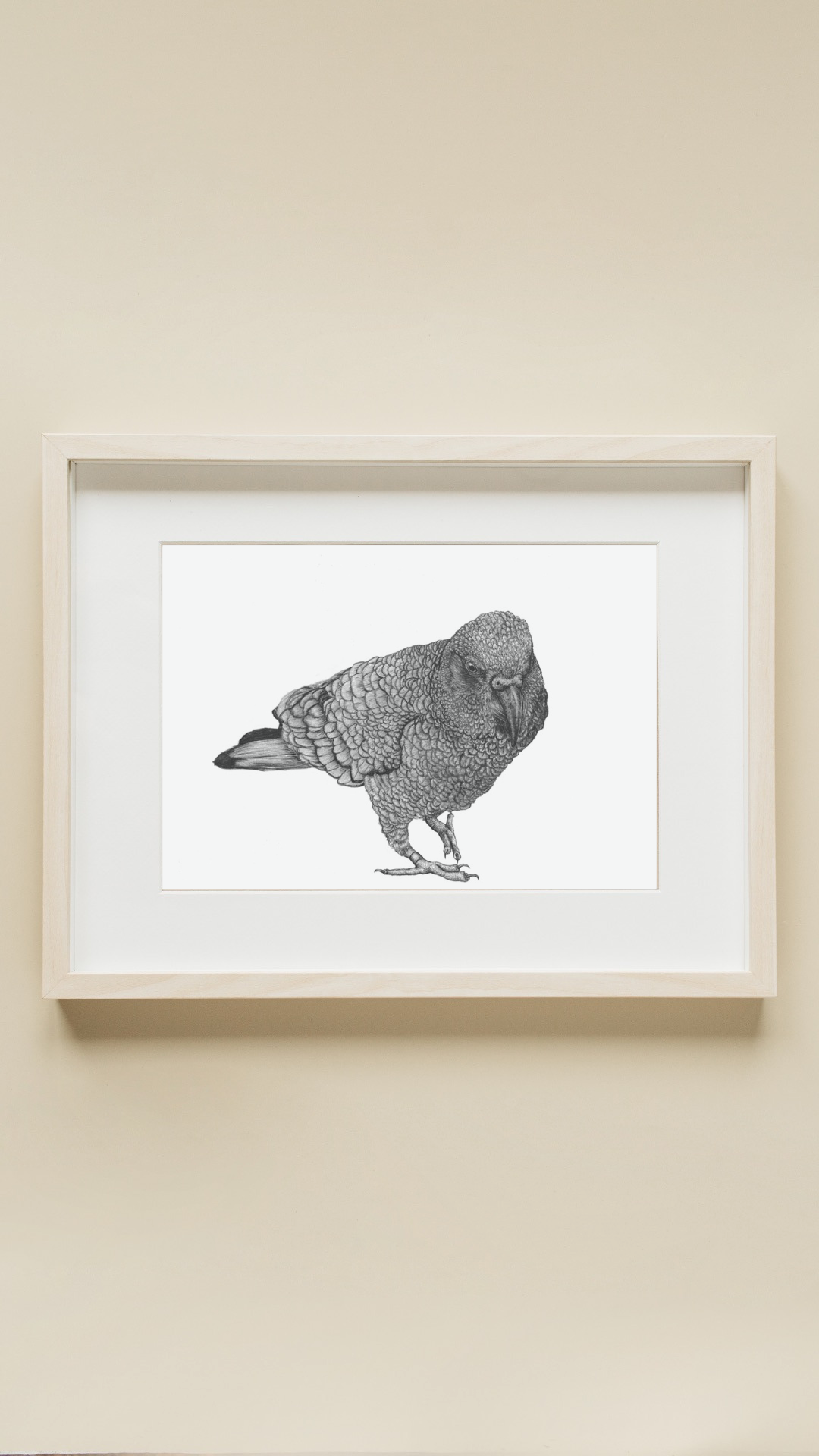 NZ Native Kea Drawing Print – Ashleigh Ritchie Visual Artist